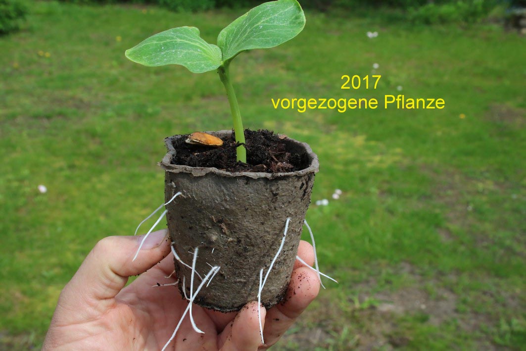 002vorgezogene Pflanze 2017